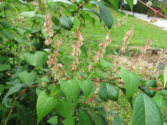 Fallopia dumetorum