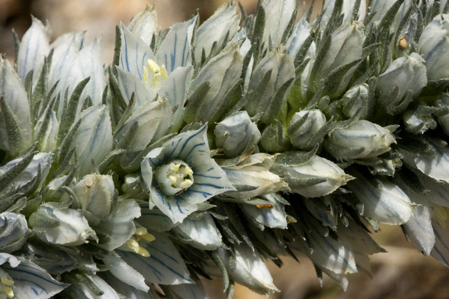 Frasera tubulosa
