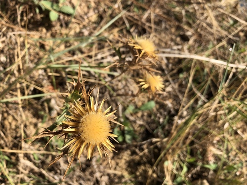 Gronjasti kravljak (Carlina corymbosa)