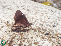 Nisoniades ephora