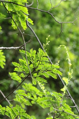 Dalbergia millettii, photograph 4