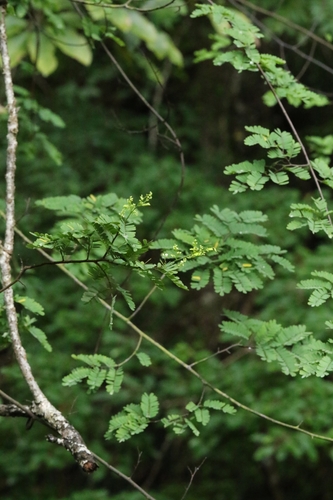 Dalbergia millettii, photograph 5