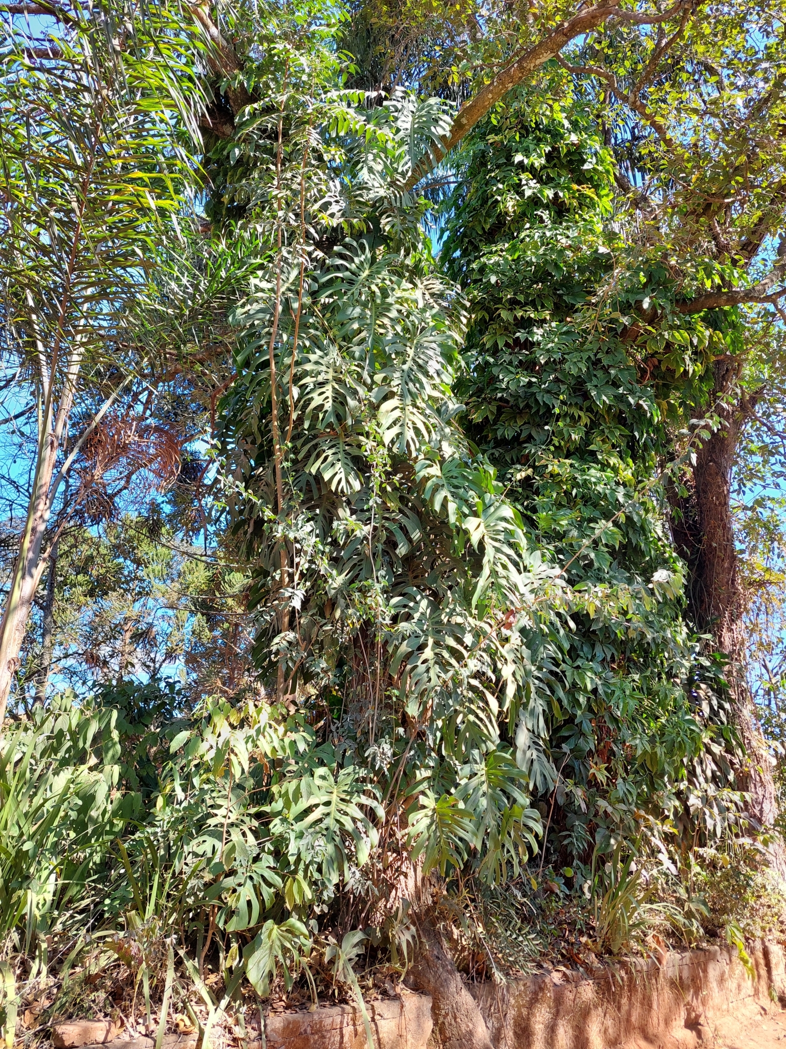 Monstera deliciosa