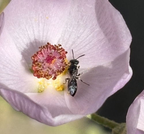 iNaturalist observation photo of Masked Bees