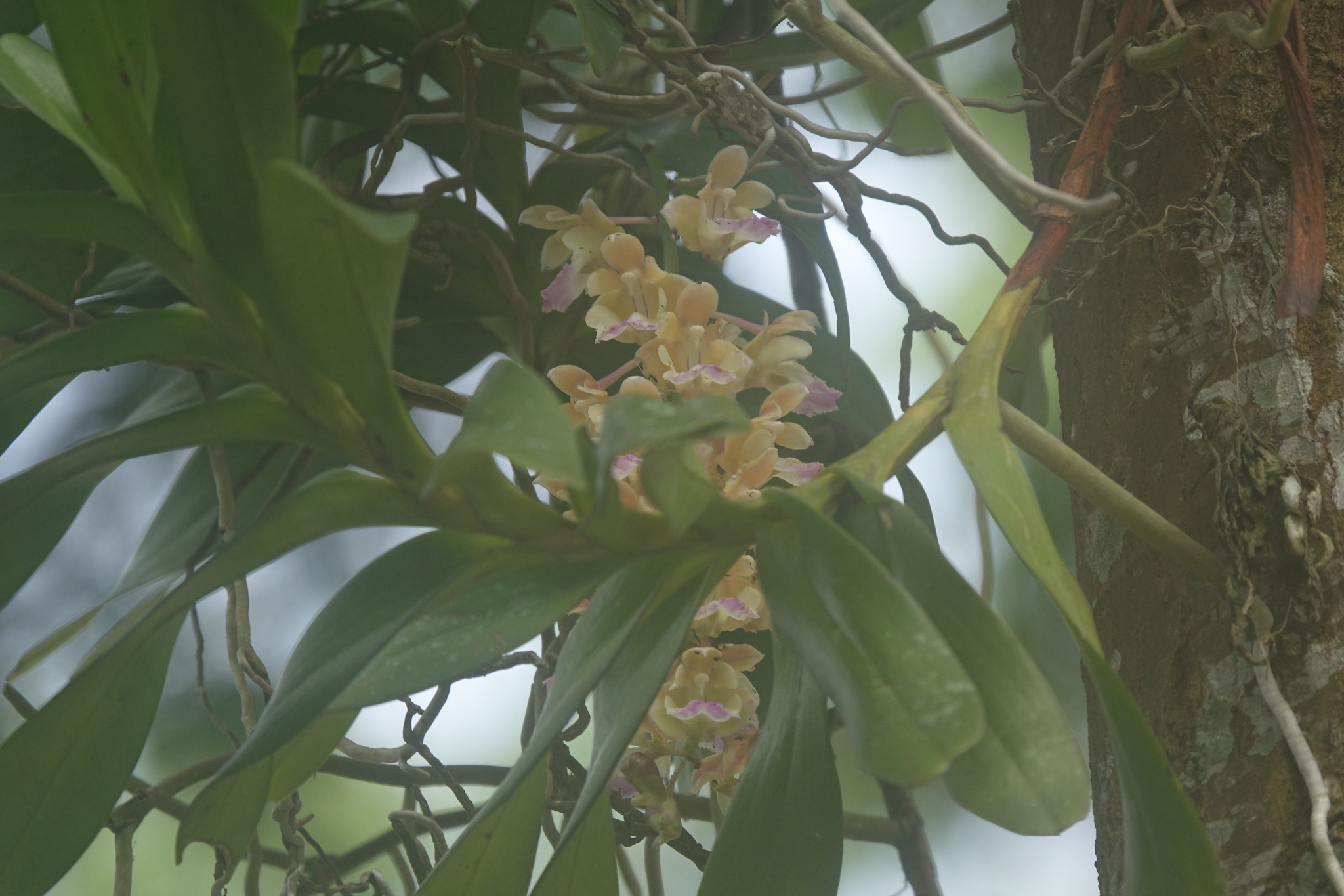 Aerides houlletiana Rchb.f.
