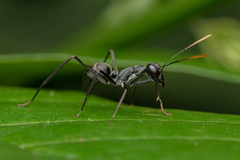 Gigantiops destructor