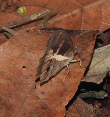 Posttaygetis penelea