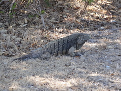 Cyclura nubila