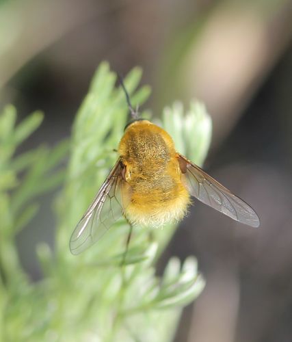 Bombylius posticus