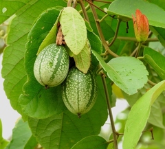 Passiflora miniata