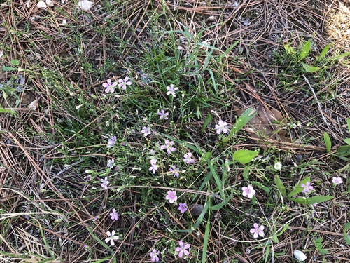 Stjenoviti kameničak (Petrorhagia saxifraga)