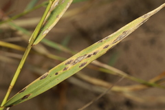 Puccinia phragmitis