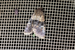 Properigea continens