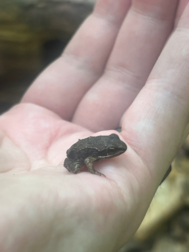 Wood Frog