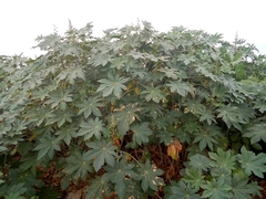 Ricinus