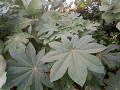 Ricinus