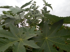 Ricinus