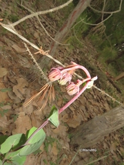 Roldana sessilifolia