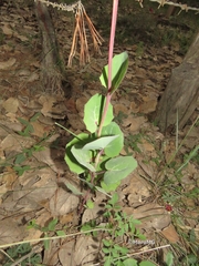 Roldana sessilifolia