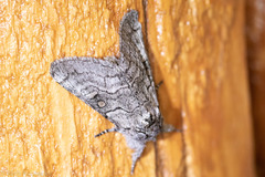 Pseudopanthea palata