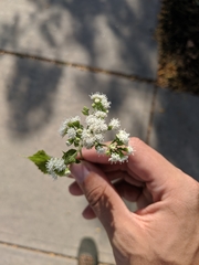 Ageratina altissima