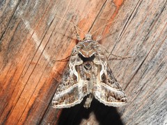 Autographa flagellum