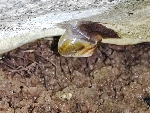 Cryptozona erratica