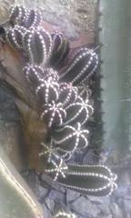 Lophocereus marginatus