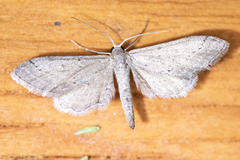 Euacidalia quakerata