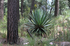 Furcraea