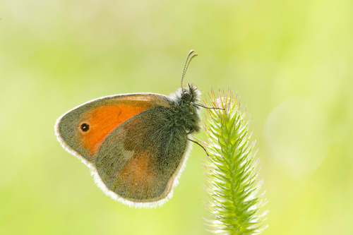 Small heath