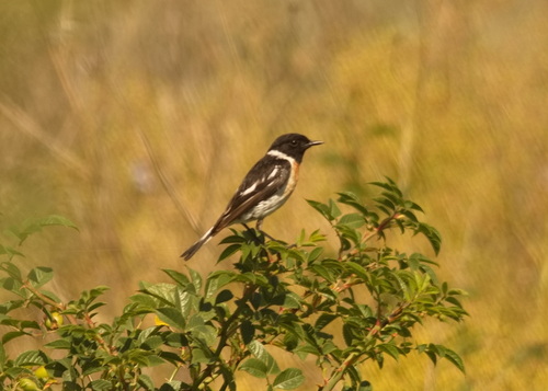 Tarabilla siberiana (Saxicola maurus)