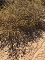 Centromadia parryi australis