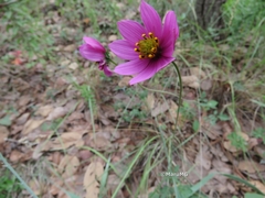 Cosmos diversifolius