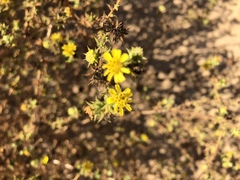 Centromadia parryi australis