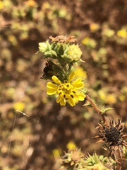 Centromadia parryi australis