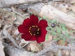 Cosmos atrosanguineus