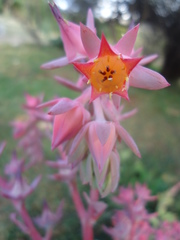Echeveria pallida