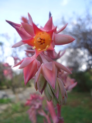 Echeveria pallida