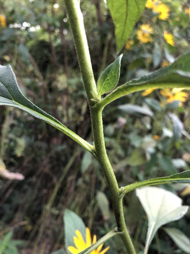 Bulvinė saulėgrąža nuotrauka