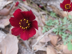 Cosmos atrosanguineus