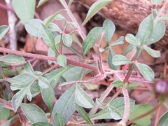Cosmos atrosanguineus