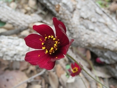 Cosmos atrosanguineus