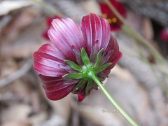 Cosmos atrosanguineus