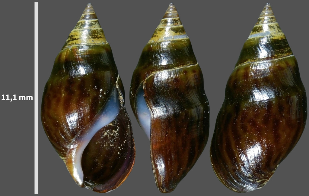Melanopsis guiraoi