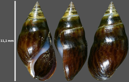 Melanopsis guiraoi