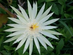Epiphyllum hookeri
