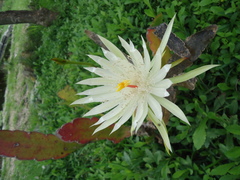 Epiphyllum hookeri