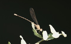 Argia sedula