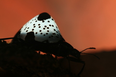 Cypherotylus dromedarius